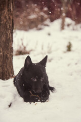 Obraz premium Portrait of a black dog on a background of white snow.