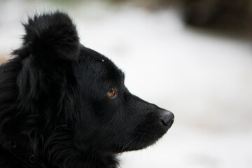 A black fluffy dog looks into the distance, brown eyes. long coat of a small black dog. close-up, portrait, side view, domestic animal muzzle