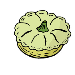 Green squash in doodle style on a white background. Vector illustration, hand-drawing. Vegetable for a healthy diet.