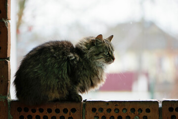 The cat is on the wall. A gray cat sits on a brick wall in front of the house, looks at the street....