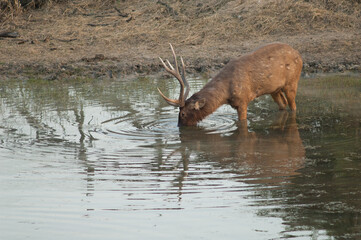 Sambar stag Cervus unicolor feeding in a lagoon. Keoladeo Ghana National Park. Rajasthan. India.