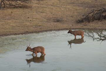 Sambar stags Cervus unicolor in a lagoon. Keoladeo Ghana National Park. Rajasthan. India.