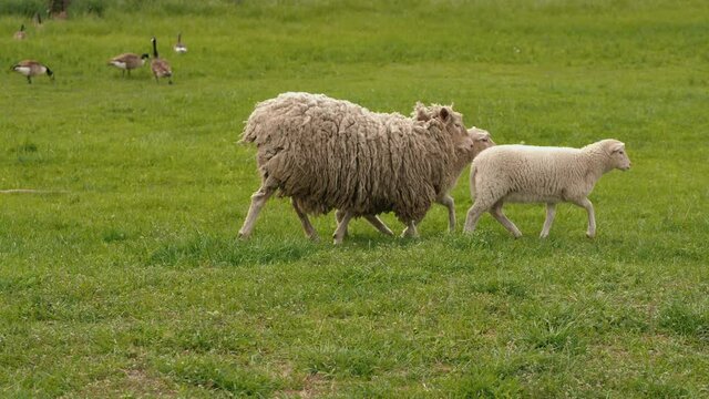 White sheep with two lambs run on green grass in the meadow