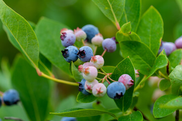 Blueberry, blueberries growing on the bushes.  A mix between mature and immature organic fruits.  Macros with selective focus.