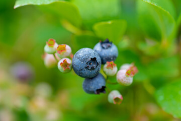 Blueberry, blueberries growing on the bushes.  A mix between mature and immature organic fruits.  Macros with selective focus.