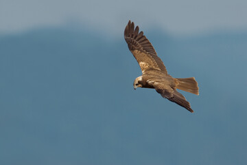 Bruine Kiekendief, Western Marsh Harrier, Circus aeruginosus