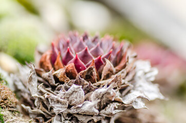 Sempervivum tectorum, the common houseleek, on the slabs of the roof of the house. Perennial Plant. It grows in the mountains of western, central and southern Europe. 