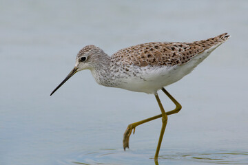 Poelruiter; Marsh Sandpiper; Tringa stagnatilis