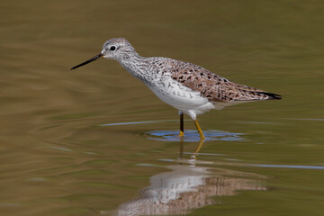 Poelruiter, Marsh Sandpiper, Tringa stagnatilis