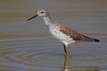 Poelruiter, Marsh Sandpiper, Tringa stagnatilis