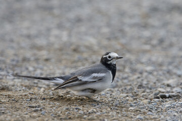 Maskerkwikstaart, Masked, Wagtail, Motacilla personata