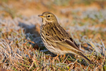 Graspieper, Meadow Pipit, Anthus pratensis