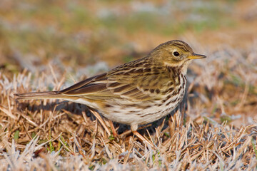 Graspieper, Meadow Pipit, Anthus pratensis