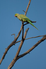 Male rose-ringed parakeet Psittacula krameri. Keoladeo Ghana National Park. Bharatpur. Rajasthan. India.