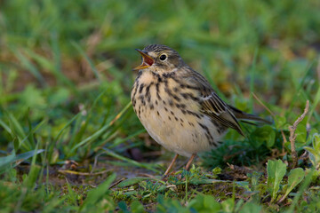 Graspieper, Meadow Pipit, Anthus pratensis