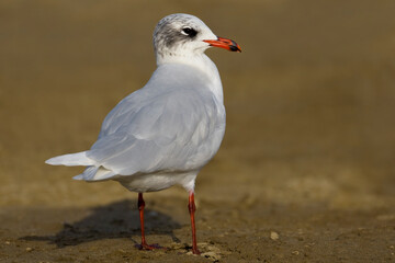 Naklejka premium Zwartkopmeeuw, Mediterranean Gull, Larus melanocephalus