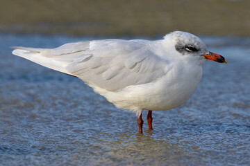 Zwartkopmeeuw, Mediterranean Gull, Larus melanocephalus