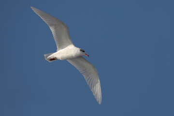 Zwartkopmeeuw, Mediterranean Gull, Larus melanocephalus