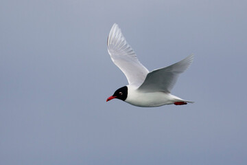 Zwartkopmeeuw, Mediterranean Gull, Ichthyaetus melanocephalus