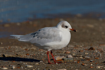Naklejka premium Zwartkopmeeuw, Mediterranean Gull, Larus melanocephalus