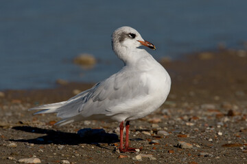 Zwartkopmeeuw, Mediterranean Gull, Larus melanocephalus