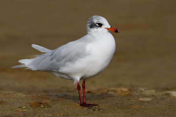 Zwartkopmeeuw, Mediterranean Gull, Larus melanocephalus