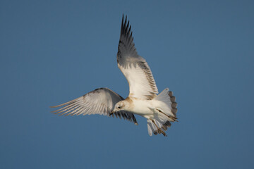 Zwartkopmeeuw, Mediterranean Gull, Larus melanocephalus