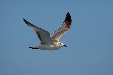 Zwartkopmeeuw, Mediterranean Gull, Larus melanocephalus