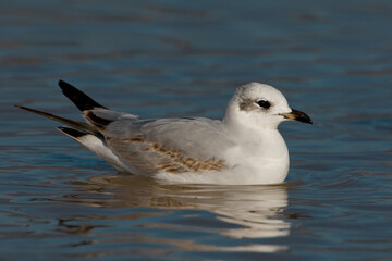 Zwartkopmeeuw, Mediterranean Gull, Larus melanocephalus
