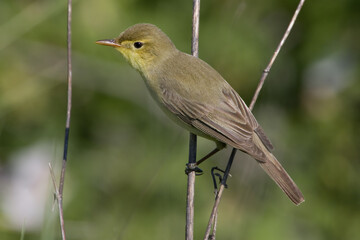 Melodious Warbler, Orpheusspotvogel, Hippolais polyglotta