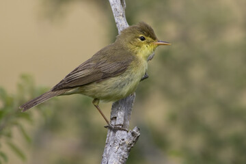 Melodious Warbler, Orpheusspotvogel, Hippolais polyglotta