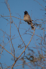 Red-vented bulbul Pycnonotus cafer on a branch. Keoladeo Ghana National Park. Bharatpur. Rajasthan. India.