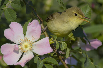 Melodious Warbler, Orpheusspotvogel, Hippolais polyglotta