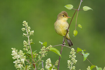 Orpheusspotvogel, Melodious Warbler, Hippolais polyglotta