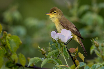 Orpheusspotvogel, Melodious Warbler, Hippolais polyglotta