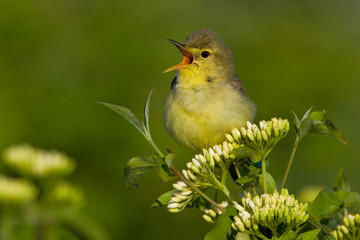 Orpheusspotvogel, Melodious Warbler, Hippolais polyglotta