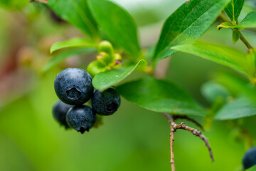 Blueberry, blueberries growing on the bushes.  A mix between mature and immature organic fruits.  Macros with selective focus.