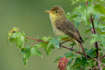 Orpheusspotvogel, Melodious Warbler, Hippolais polyglotta