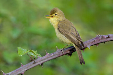 Orpheusspotvogel, Melodious Warbler, Hippolais polyglotta