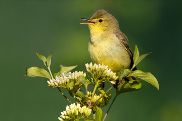 Orpheusspotvogel, Melodious Warbler, Hippolais polyglotta