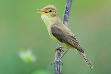 Orpheusspotvogel, Melodious Warbler, Hippolais polyglotta