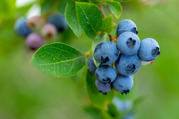 Blueberry, blueberries growing on the bushes.  A mix between mature and immature organic fruits. ...