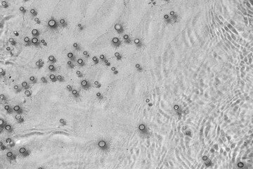 Tiny jelly fish, floating in the water, Balck and White