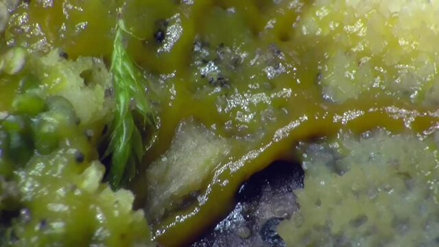 Schleimpilz Plasmodium (Myxomyceten) Pulsation im Zeitraffer