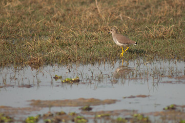 White-tailed lapwing Vanellus leucurus in a lagoon. Keoladeo Ghana National Park. Bharatpur. Rajasthan. India.