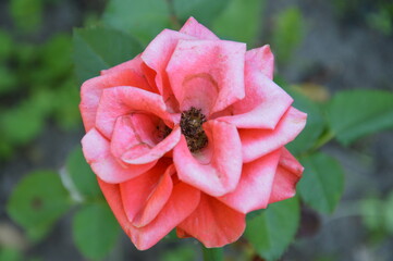 Obraz premium the fading bud of a garden rose