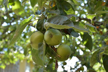 a spiced apple tree in the garden
