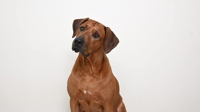 Portrait of Rhodesian ridgeback dog looking at camera and tilting head on white background. Surprised excited dog