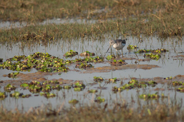 Common greenshank Tringa nebularia in a lagoon. Keoladeo Ghana National Park. Bharatpur. Rajasthan. India.