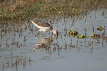 Common greenshank Tringa nebularia searching for food. Keoladeo Ghana National Park. Bharatpur. Rajasthan. India.
